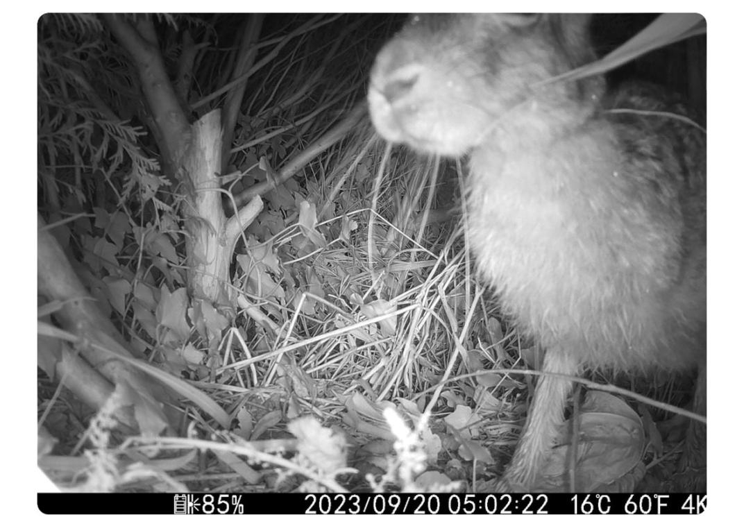 beeld van konijn op wildcamera