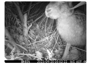 beeld van konijn op wildcamera